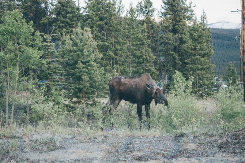 Explore Whitehorse Yukon: The Perfect Canadian Adventure - A Blissful ...