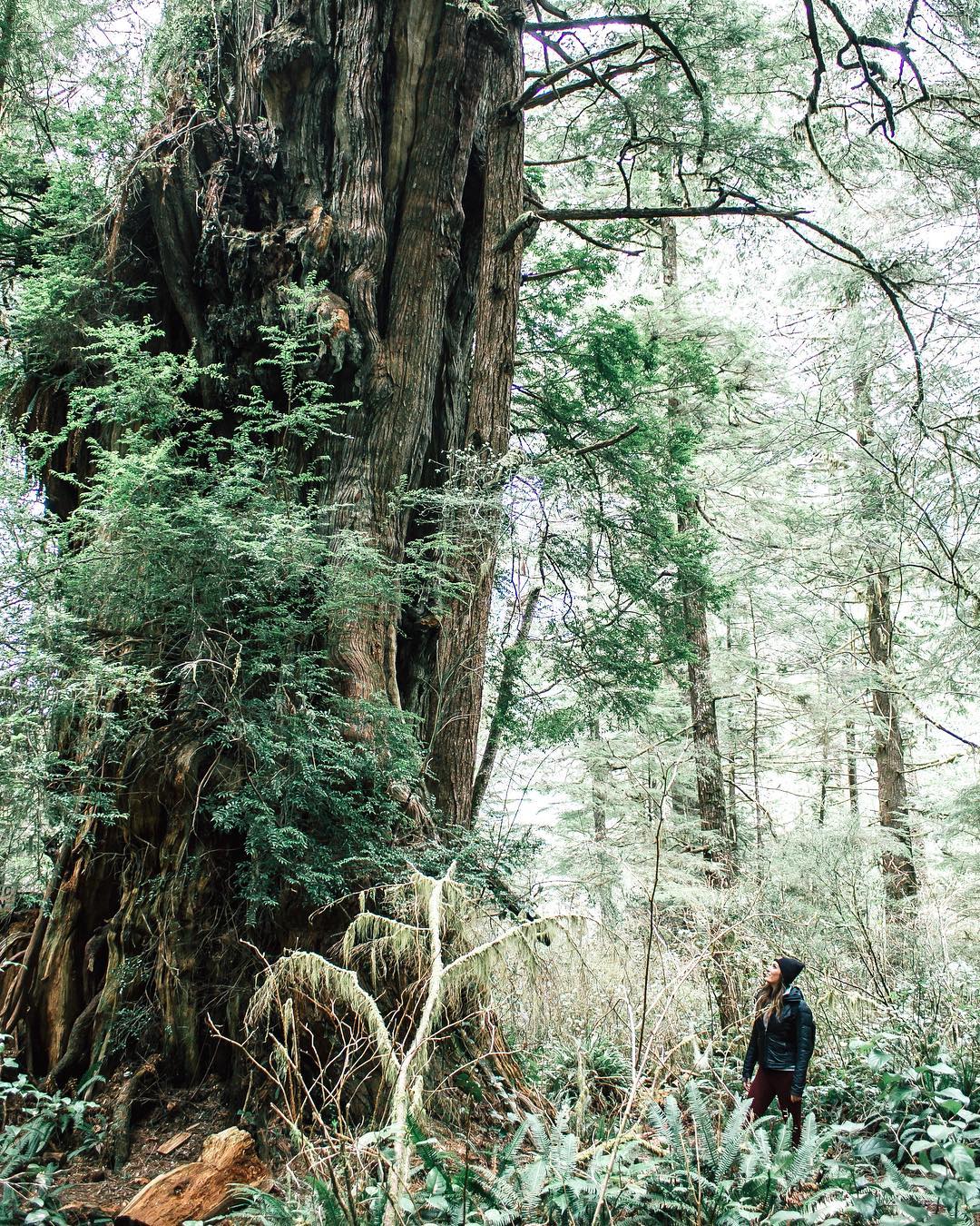 A girl looking up at a giant old growth cedar tree in Meares Island near Tofino, BC