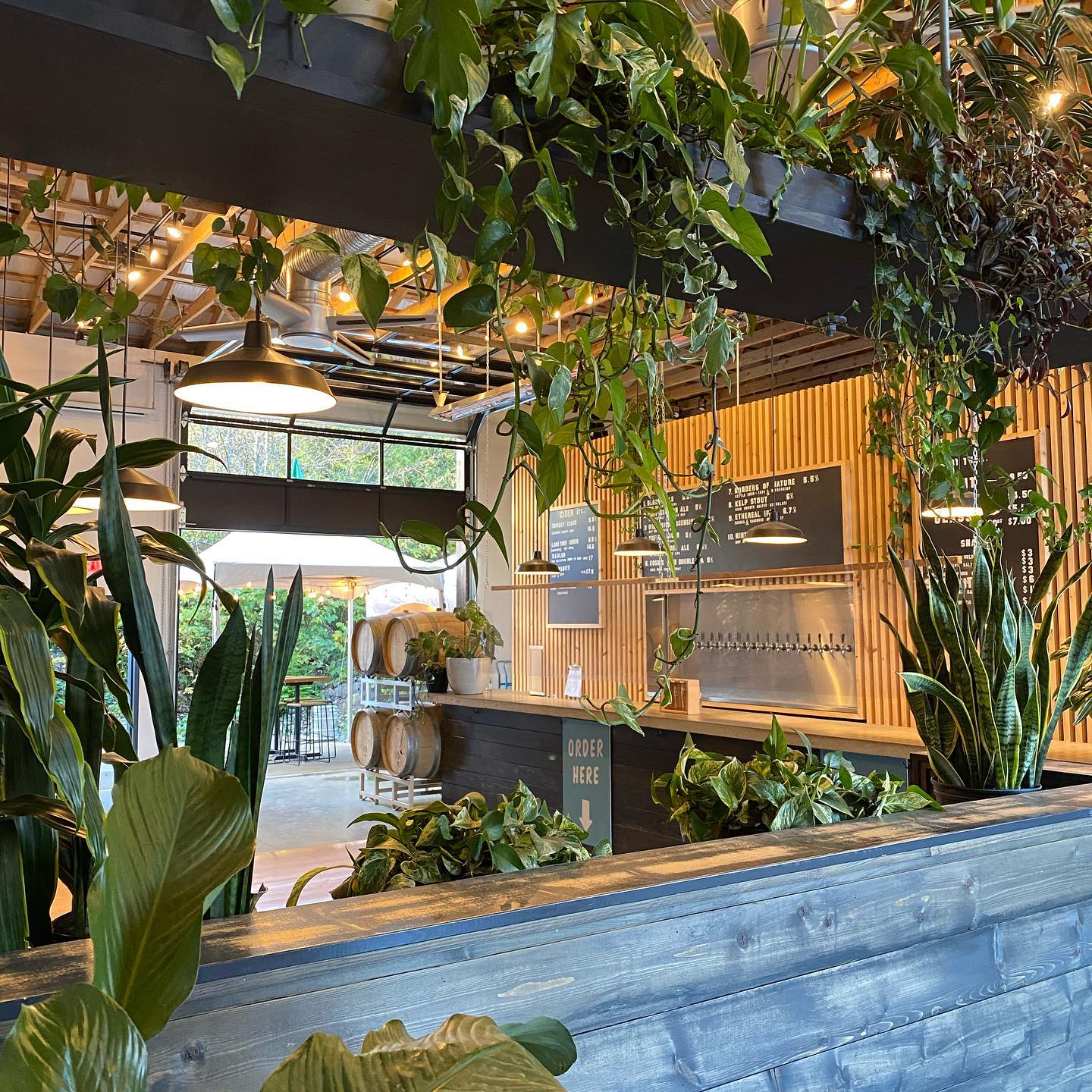 The beautiful industrial interiors of Tofino Brewing Company with plants hanging off every wall, in Tofino BC. 